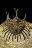30220 - Museum Grade Spiny 1.65 Inch Comura bultyncki Middle Devonian Trilobite