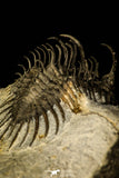 30220 - Museum Grade Spiny 1.65 Inch Comura bultyncki Middle Devonian Trilobite