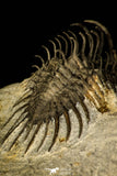 30220 - Museum Grade Spiny 1.65 Inch Comura bultyncki Middle Devonian Trilobite