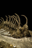 30220 - Museum Grade Spiny 1.65 Inch Comura bultyncki Middle Devonian Trilobite
