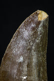 20265 - Great Serrated 2.24 Inch Carcharodontosaurus Dinosaur Tooth KemKem Beds