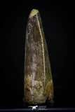 20265 - Great Serrated 2.24 Inch Carcharodontosaurus Dinosaur Tooth KemKem Beds