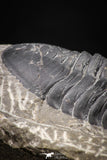 08317 - Rare 3.48 Inch Morocconites malladoides Middle Devonian Trilobite