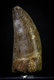 20265 - Great Serrated 2.24 Inch Carcharodontosaurus Dinosaur Tooth KemKem Beds