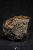 21264 - Huge Complete NWA L-H Type Unclassified Ordinary Chondrite Meteorite 495g
