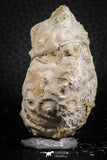 07390 - Top Quality 2.33 Inch Goniopygus menardi (Sea Urchin) Upper Cretaceous