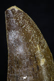 20265 - Great Serrated 2.24 Inch Carcharodontosaurus Dinosaur Tooth KemKem Beds