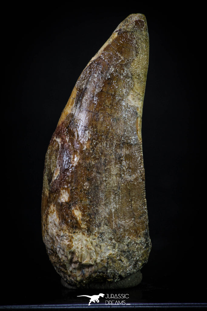 20266 - Restored 2.37 Inch Carcharodontosaurus Dinosaur Tooth KemKem Beds