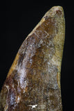 20266 - Restored 2.37 Inch Carcharodontosaurus Dinosaur Tooth KemKem Beds