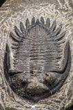 08318 - Nicely Preserved 2.50 Inch Hollardops merocristata Middle Devonian
