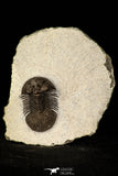 30222 - Top Quality 1.27 Inch Scabriscutellum sp Middle Devonian Trilobite