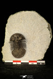 30222 - Top Quality 1.27 Inch Scabriscutellum sp Middle Devonian Trilobite