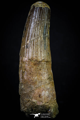 20267 - Well Preserved 3.40 Inch Spinosaurus Dinosaur Tooth Cretaceous