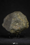 21265 - Huge Complete NWA Unclassified Carbonaceous Chondrite Meteorite 1176g