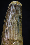 20267 - Well Preserved 3.40 Inch Spinosaurus Dinosaur Tooth Cretaceous