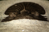 30222 - Top Quality 1.27 Inch Scabriscutellum sp Middle Devonian Trilobite
