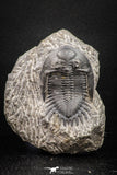 08319 - Nicely Preserved 1.75 Inch Hollardops merocristata Middle Devonian