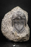 08319 - Nicely Preserved 1.75 Inch Hollardops merocristata Middle Devonian