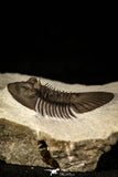 30222 - Top Quality 1.27 Inch Scabriscutellum sp Middle Devonian Trilobite