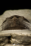 30222 - Top Quality 1.27 Inch Scabriscutellum sp Middle Devonian Trilobite
