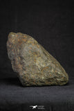 21265 - Huge Complete NWA Unclassified Carbonaceous Chondrite Meteorite 1176g