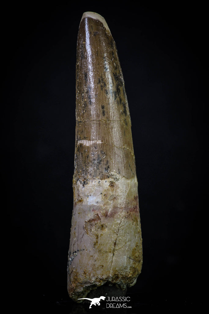 20268 - Well Preserved 2.91 Inch Spinosaurus Dinosaur Tooth Cretaceous