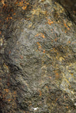 21265 - Huge Complete NWA Unclassified Carbonaceous Chondrite Meteorite 1176g