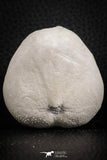 07392 - Top Rare 2.03 Inch Micraster (Heart Urchin) Upper Cretaceous
