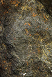 21265 - Huge Complete NWA Unclassified Carbonaceous Chondrite Meteorite 1176g