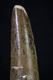 20268 - Well Preserved 2.91 Inch Spinosaurus Dinosaur Tooth Cretaceous