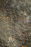 21265 - Huge Complete NWA Unclassified Carbonaceous Chondrite Meteorite 1176g