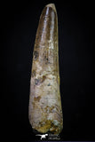 20268 - Well Preserved 2.91 Inch Spinosaurus Dinosaur Tooth Cretaceous
