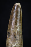20268 - Well Preserved 2.91 Inch Spinosaurus Dinosaur Tooth Cretaceous