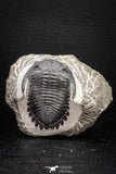 08320 - Nicely Preserved 2.50 Inch Hollardops merocristata Middle Devonian