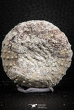 07394 - Top Quality 1.68 Inch Tetragramma marticense (Sea Urchin) Cretaceous