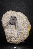 08321 - Nicely Preserved Spiny 1.65 Inch Leonaspis sp Middle Devonian