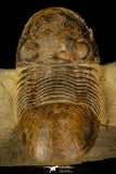 30224 - Nicely Prepared 2.38 Inch Paralejurus spatuliformis Devonian Trilobite