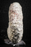 07394 - Top Quality 1.68 Inch Tetragramma marticense (Sea Urchin) Cretaceous