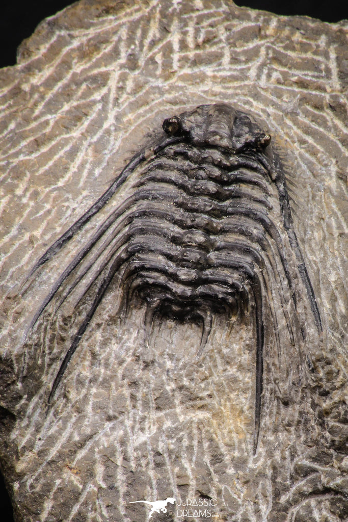 08321 - Nicely Preserved Spiny 1.65 Inch Leonaspis sp Middle Devonian