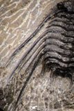 08321 - Nicely Preserved Spiny 1.65 Inch Leonaspis sp Middle Devonian