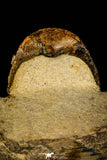 30224 - Nicely Prepared 2.38 Inch Paralejurus spatuliformis Devonian Trilobite
