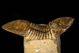 30224 - Nicely Prepared 2.38 Inch Paralejurus spatuliformis Devonian Trilobite