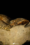 30224 - Nicely Prepared 2.38 Inch Paralejurus spatuliformis Devonian Trilobite