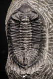 08322 - Superb Bug Eyed 2.02 Inch Coltraneia effelesa Middle Devonian