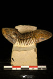 30224 - Nicely Prepared 2.38 Inch Paralejurus spatuliformis Devonian Trilobite