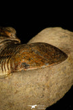 30224 - Nicely Prepared 2.38 Inch Paralejurus spatuliformis Devonian Trilobite
