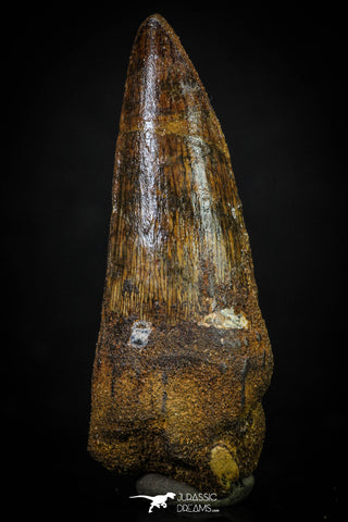 20271 - Well Preserved 2.59 Inch Spinosaurus Dinosaur Tooth Cretaceous