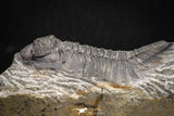 08322 - Superb Bug Eyed 2.02 Inch Coltraneia effelesa Middle Devonian