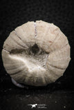 07395 - Top Quality 1.50 Inch Tetragramma marticense (Sea Urchin) Cretaceous