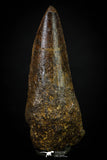 20271 - Well Preserved 2.59 Inch Spinosaurus Dinosaur Tooth Cretaceous